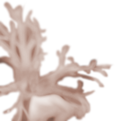 fyto